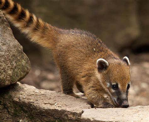 Small Mammal with long tail image - Free stock photo - Public Domain photo - CC0 Images