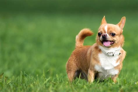 27+ Chihuahua Male Dog Names Image - Bleumoonproductions