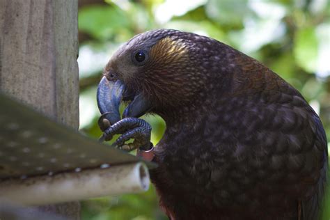 Zealandia: Wildlife Sanctuary and Urban Oasis | 2 for Travel