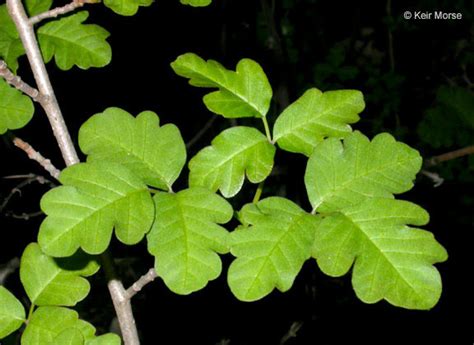 western poison-oak (Trees & Shrubs of the Sunol Region - BioBlitz ...