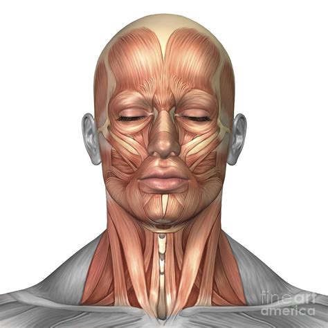 head and neck muscles | Face muscles anatomy, Face anatomy, Muscle anatomy