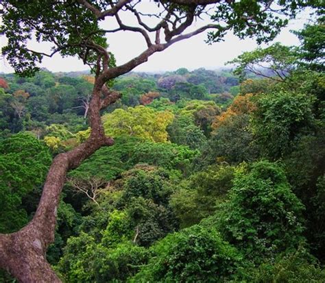 A importância das florestas para os seres vivos | Tecnologia e Floresta