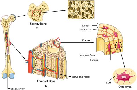 Compact And Spongy Bone Diagram