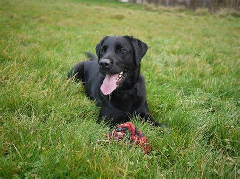 Dandruff in Dogs: Common Causes and Treatments | FirstVet