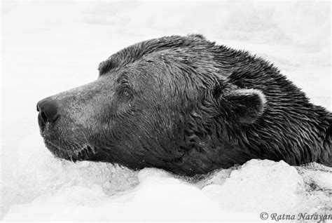 Chunk (#32). Katmai NP, Alaska. 2018 Photo by Ratna Narayan. | Black bear, Katmai, Brown bear