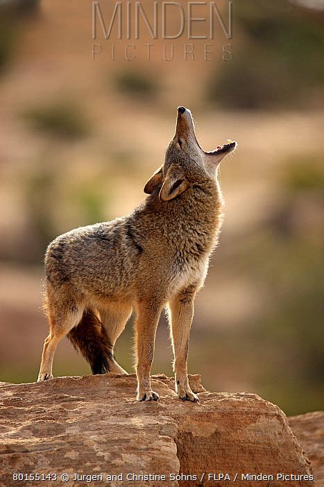 Minden Pictures - Coyote (Canis latrans) adult, howling, standing on rocks in high desert ...