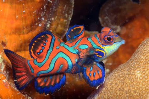 Savannah: The Elusive Mandarin Fish