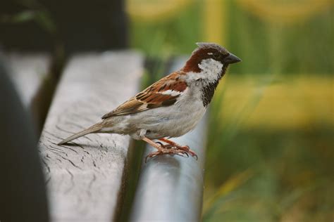 Sparrow Perched on Bench · Free Stock Photo