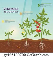1 Tomato Infographic For Growing Stages Clip Art | Royalty Free - GoGraph