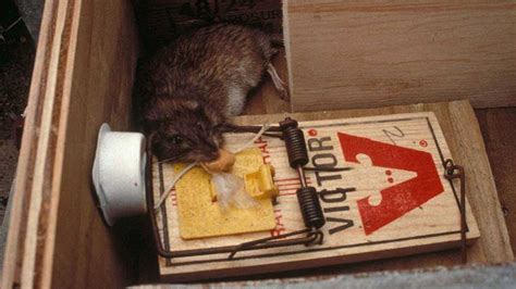 10 Best Rat Traps in 2023 - According to an Exterminator