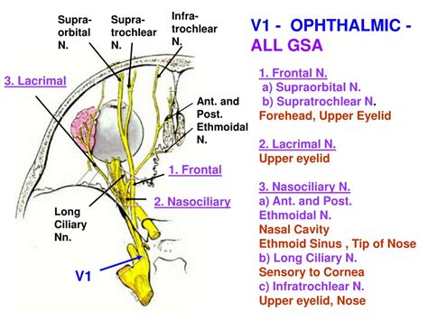 Branches Of Trigeminal Nerve