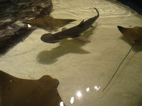 Sting Rays and Hammerhead Shark | Alex Adan | Flickr