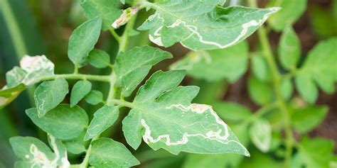 Tomato Hornworm Damage: Signs, Management, and Prevention