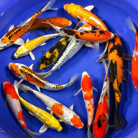 Specialty Japanese Koi Fish | Fish Pond Supplies