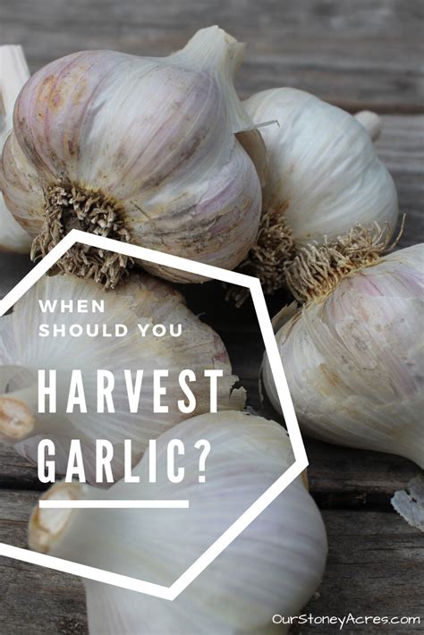 Harvesting Garlic from your backyard garden - Our Stoney Acres