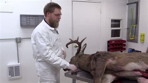 How To Skin A Deer For a Shoulder Mount - Taxidermy Insider