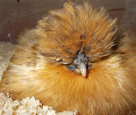 Broody Gold Silkie hen | Silkie hen, Silkies, Broody