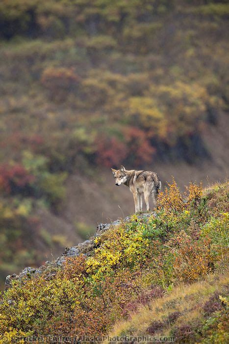 Gray wolf on tundra in Polychrome pass | AlaskaPhotoGraphics.com ...