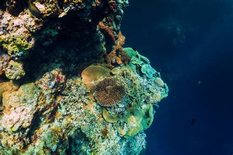 Underwater Rocks with Coral and Fish in Blue Transparent Ocean ...