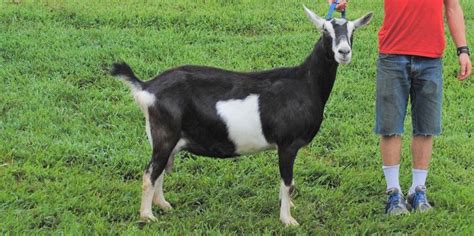 Alpine Goat Colors | Goats, Alpine goats, Dairy goats