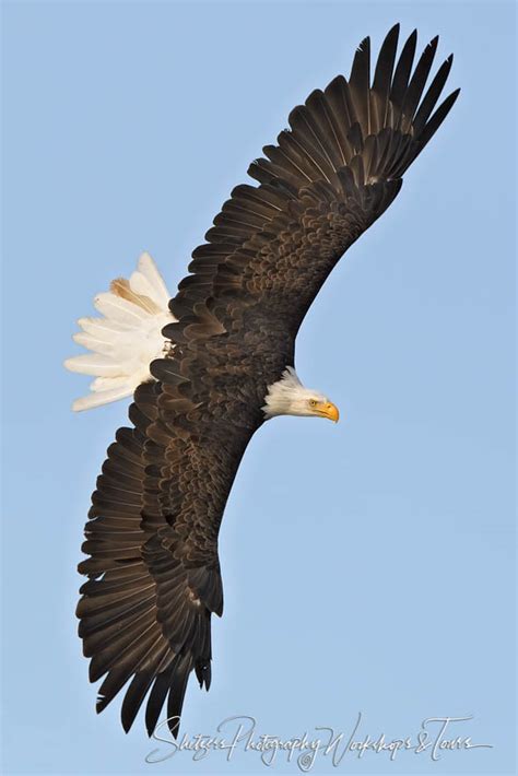 Bald Eagle Full Wingspan - Shetzers Photography