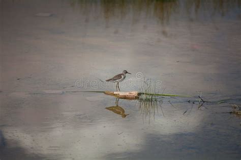 A snipe sitting in lake stock image. Image of lake, igratory - 142621257