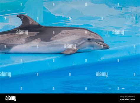 Cute sad trained dolphin performs in dolphinarium, aquarium. wild animals in poor conditions ...