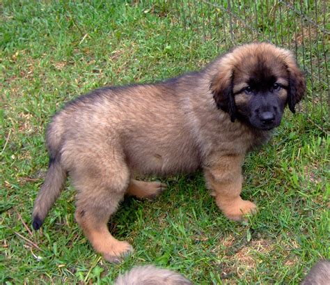 Leonberger Puppies 2010 (7) - a photo on Flickriver