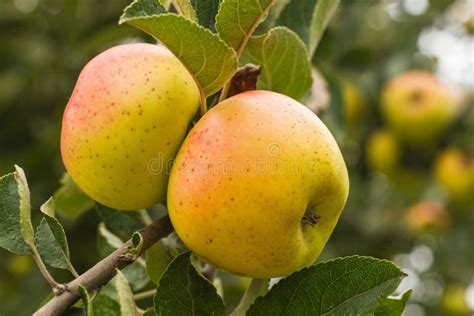 Apples Russet on the Tree stock image. Image of flora - 107905985