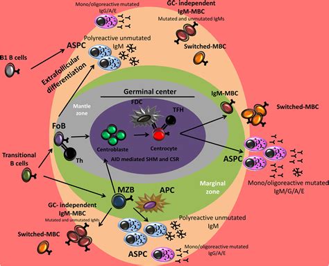 Frontiers | Chronic Lymphocytic Leukemia B-Cell Normal Cellular Counterpart: Clues From a ...