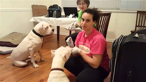 Dogo Argentino Puppy Training – Bulldog Lover