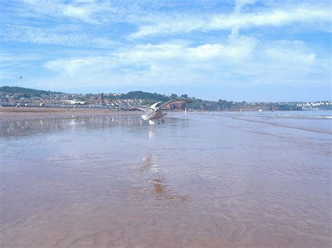 Paignton Sands - Photo "Paignton Beach" :: British Beaches