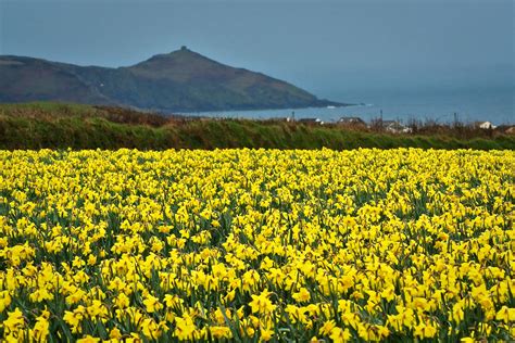 File:Cornwall Daffodils.jpg - Wikimedia Commons