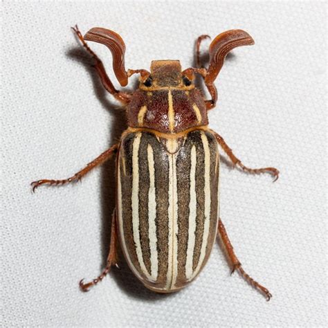 Ten-lined June Beetle (Polyphylla decemlineata) | Idaho Fish and Game