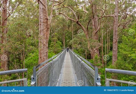 Tree Top Walk - Walpole stock photo. Image of tingledale - 156621872