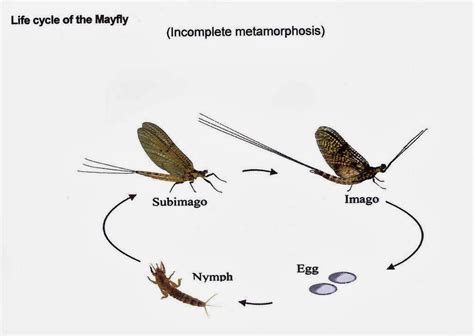 Dragonfly life cycle diagram