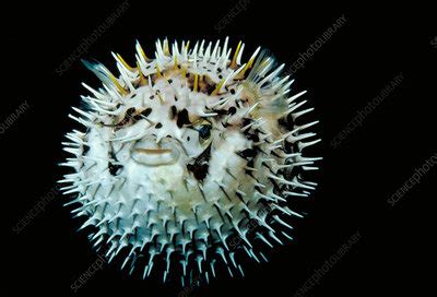 Inflated pufferfish - Stock Image - Z605/0794 - Science Photo Library