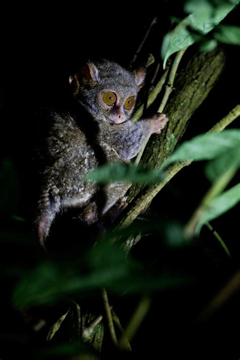 Spectral-Tarsier—in-habitat-(1) – Chris Hill Wildlife Photography