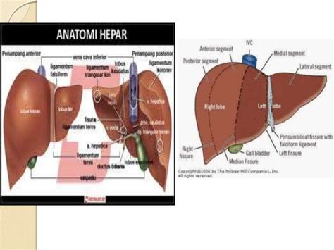 Gambar Anatomi Fisiologi Sistem Pencernaan Hati 6 Gambar di Rebanas - Rebanas