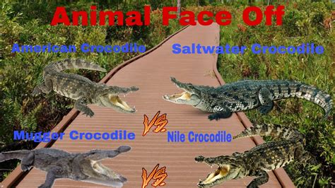 Nile Crocodile Vs Saltwater Crocodile