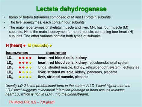 PPT - Biochemistry of the liver PowerPoint Presentation - ID:3305237