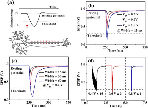 (a) The principle of EPSP of biological synapses. (b) EPSP with ...