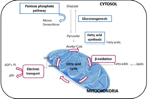 Main mitochondrial metabolic pathways. An important component of ...