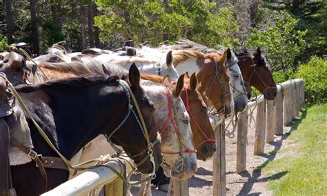 Glacier Horseback Riding, Horse Trail Rides - AllTrips