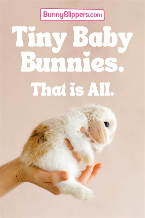 Tiny Baby Bunnies. That is All. - Hop to Pop