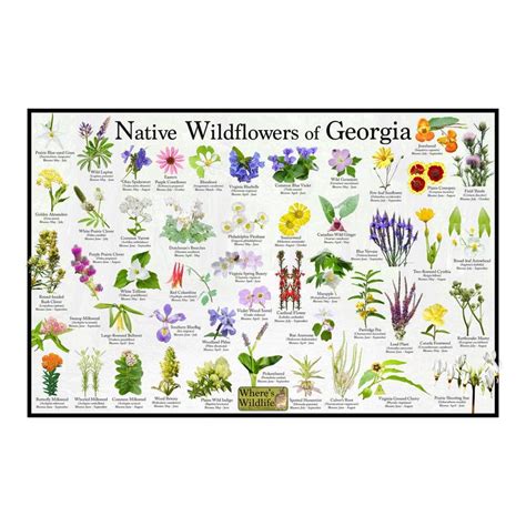 Native Wildflowers of Georgia / State Flower Field Guide Providing ...