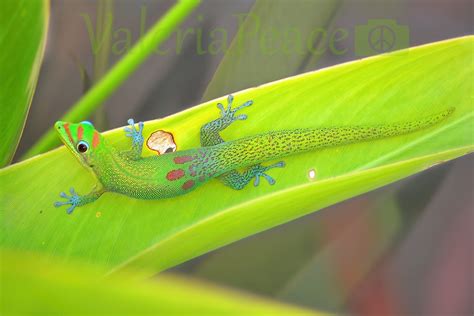 Gecko Photo Lizard Photography Gold Dust Day Gecko Print - Etsy