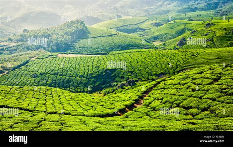 Green tea plantations in Munnar, Kerala, India Stock Photo - Alamy