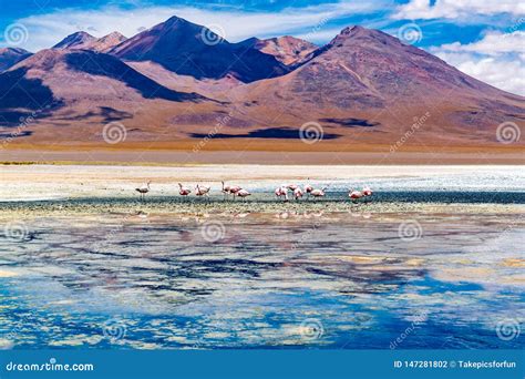 View of James S Flamingos at the Canapa Lake in Andean Plateau Stock Photo - Image of landscape ...