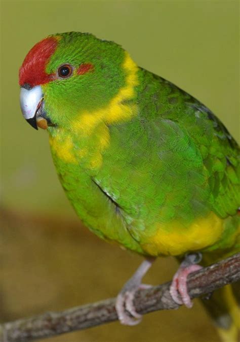 Kakariki Care, Diet, Housing & More | A Cheerful Pet Parakeet - Psittacology